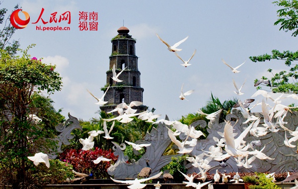 歡樂節來定安看飛禽