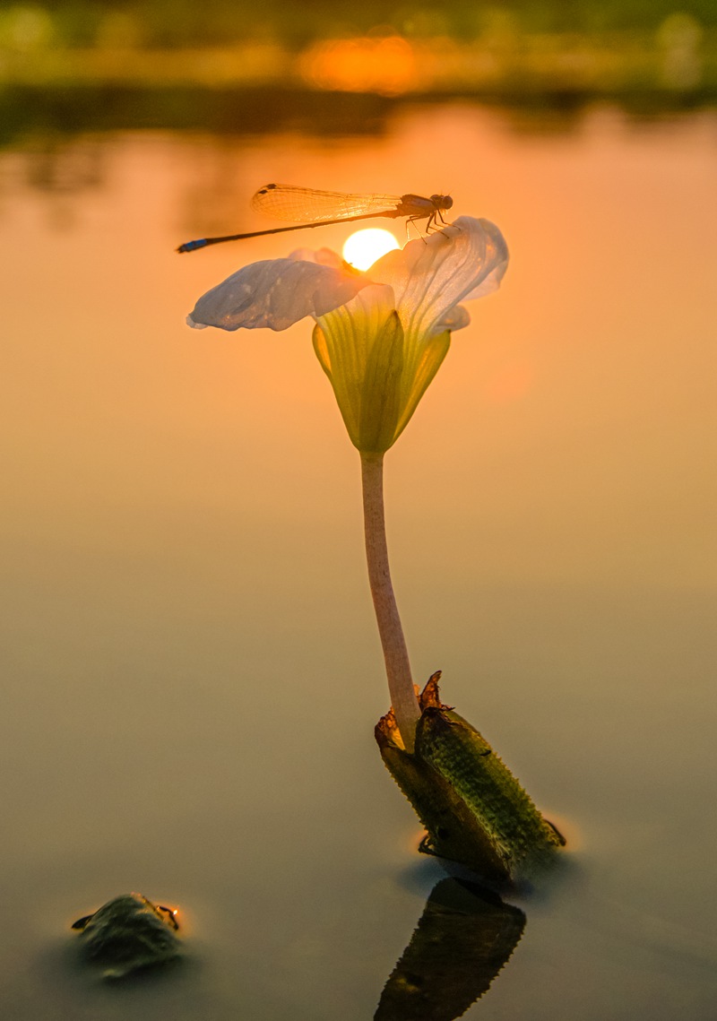 濕地水菜花。  海口市濕地保護管理中心供圖