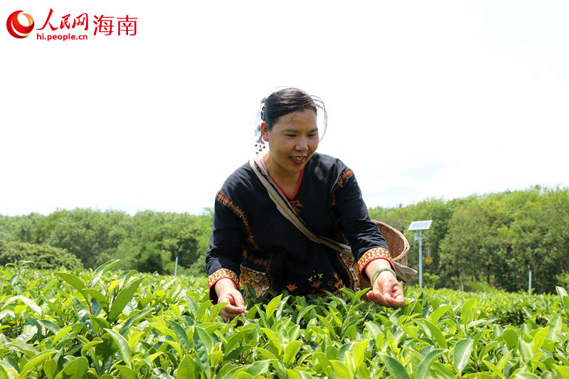 白沙：一個充滿茶香的地方