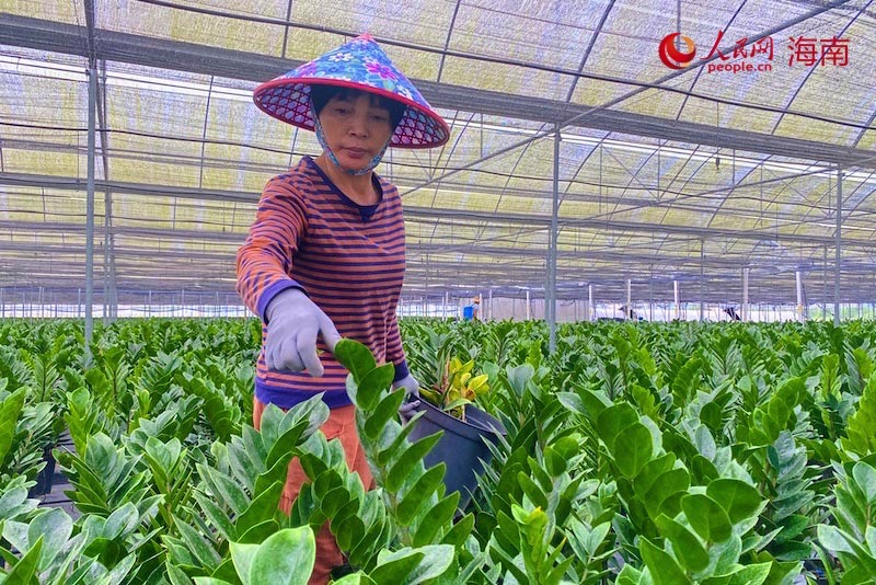 樂東佛羅鎮(zhèn)金錢樹種植基地，村民對金錢樹進行剪枝。李浩蓉攝