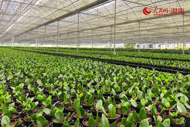 樂東佛羅鎮金錢樹種植基地，金錢樹長勢喜人。李浩蓉攝