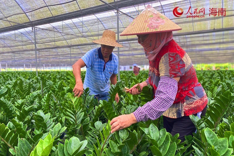 樂東佛羅鎮金錢樹種植基地，村民正在修剪枝葉。李浩蓉攝