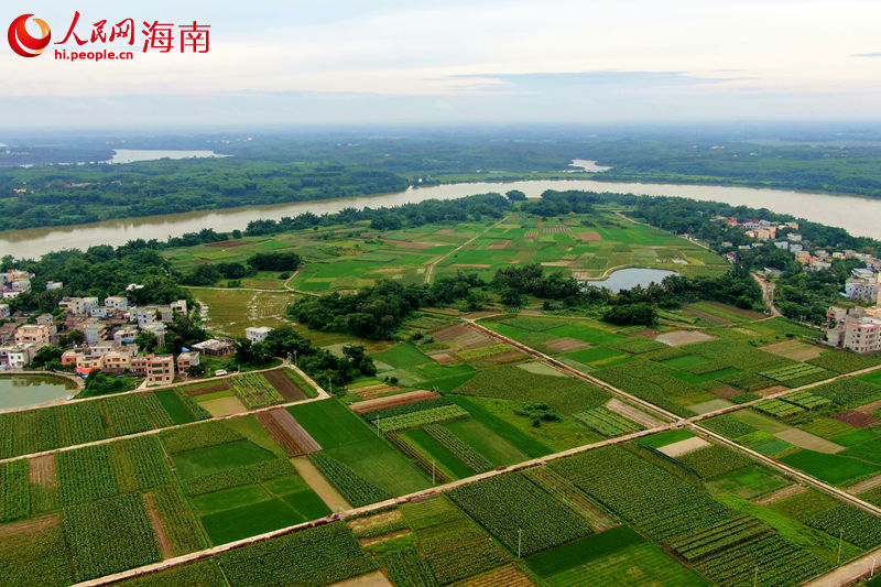 海口市龍華區五一村委會香芋種植面積約700畝。 人民網 孟凡盛攝