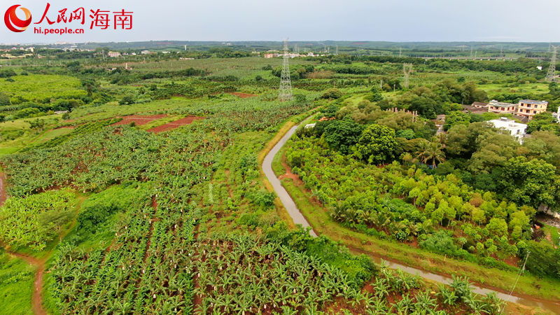 福山鎮敦茶村委會洋道村的石榴地。 人民網 孟凡盛攝