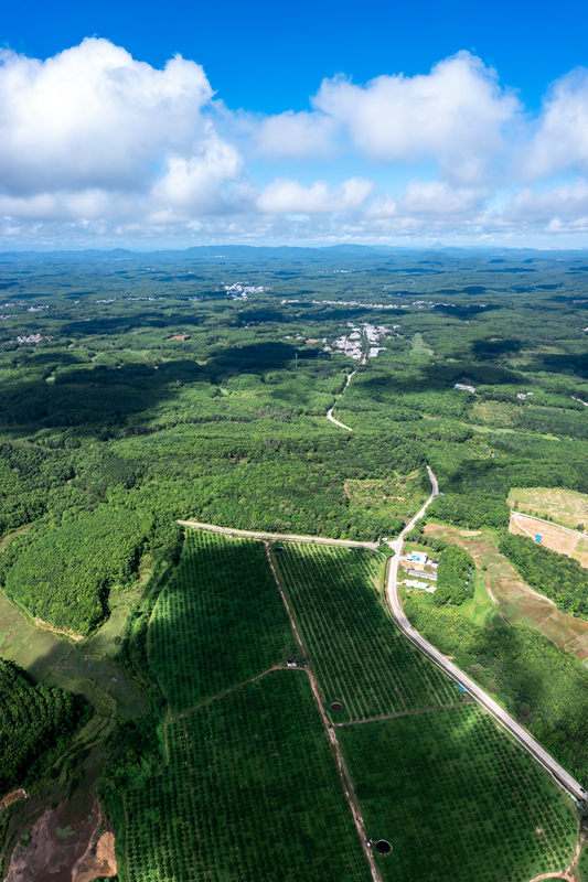 柚子種植基地。 陳權攝