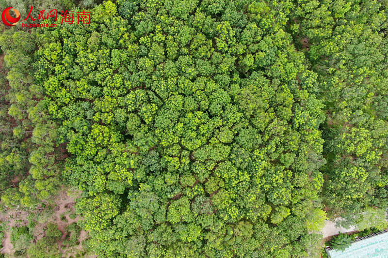 澄邁縣效古村沉香種植園。 孟凡盛攝