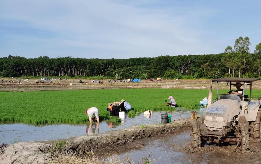 農(nóng)機轟鳴水田忙。王善薪攝