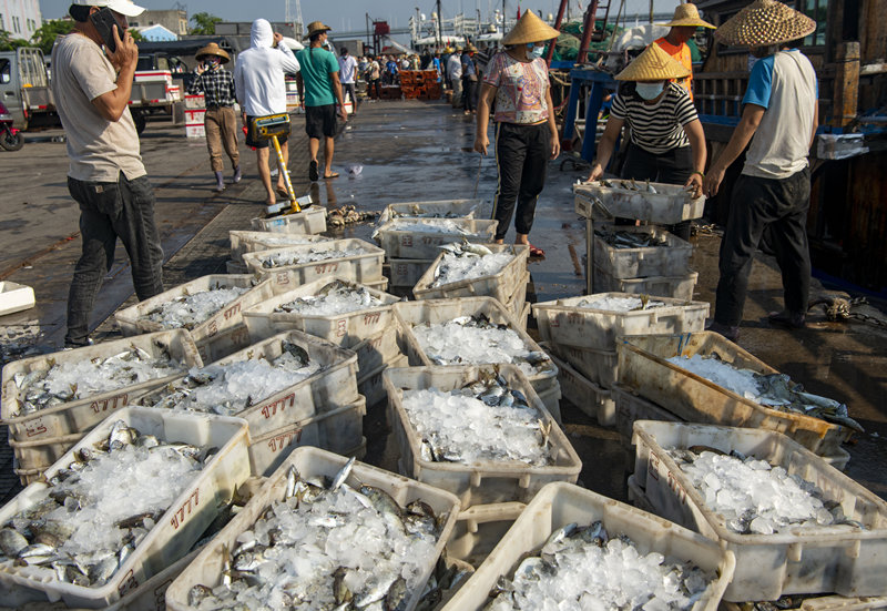 源源不斷上岸的魚獲。蒙鐘德攝