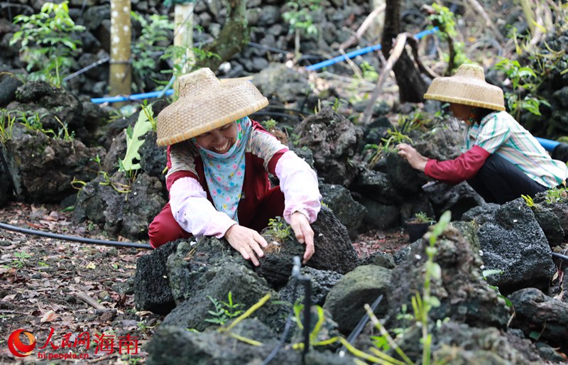 施茶村石斛園基地里，農(nóng)民正在勞作。人民網(wǎng) 孟凡盛攝