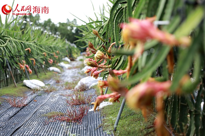 芳園村的火龍果種植基地。 人民網(wǎng) 孟凡盛攝