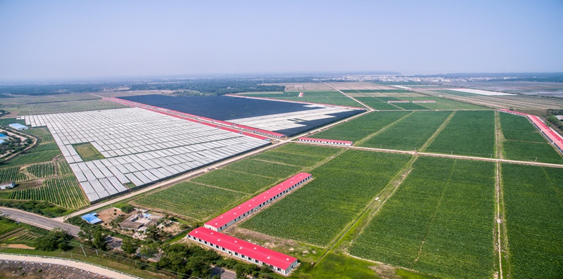 航拍雪茄種植基地。主辦方供圖