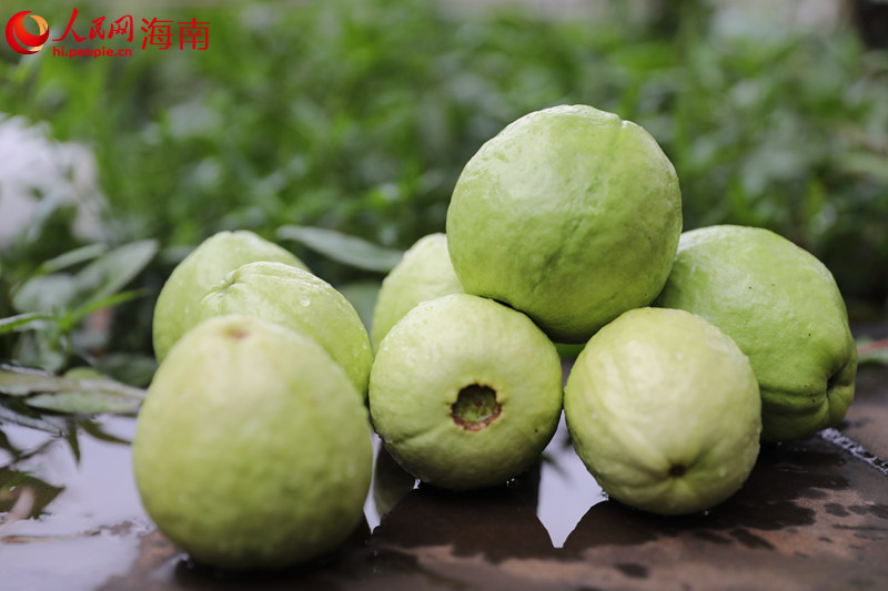福山鎮(zhèn)敦茶村的石榴。