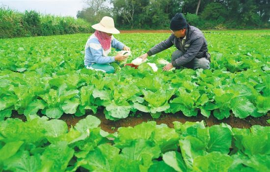 澄邁縣橋頭鎮(zhèn)文昌村的一處菜地，一對夫婦在采摘白菜。