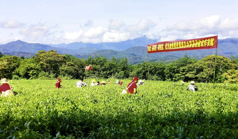 田間采茶。海墾熱作集團供圖