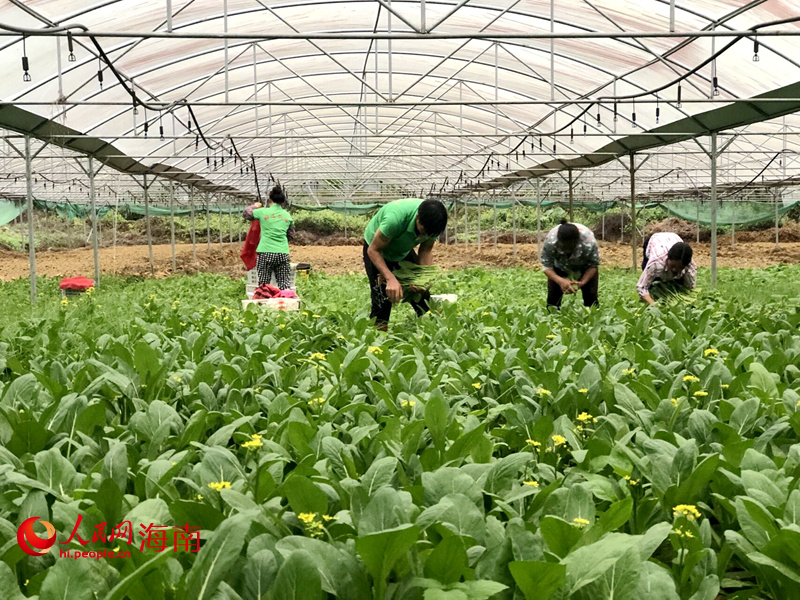 張天光的蔬菜基地里，農戶正在收菜。人民網 宋彤桐攝