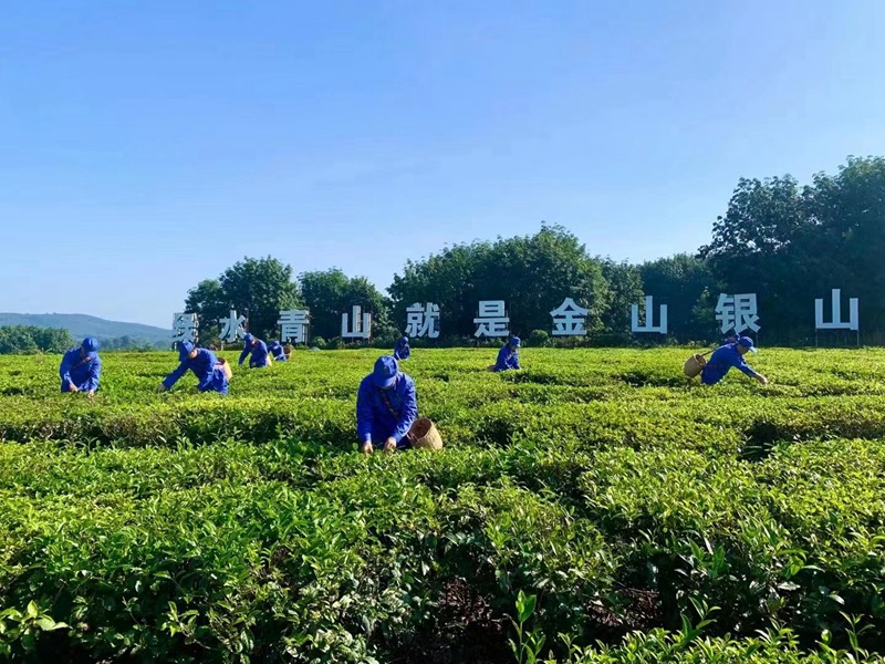 白沙綠茶茶園。海墾熱作集團(tuán)供圖