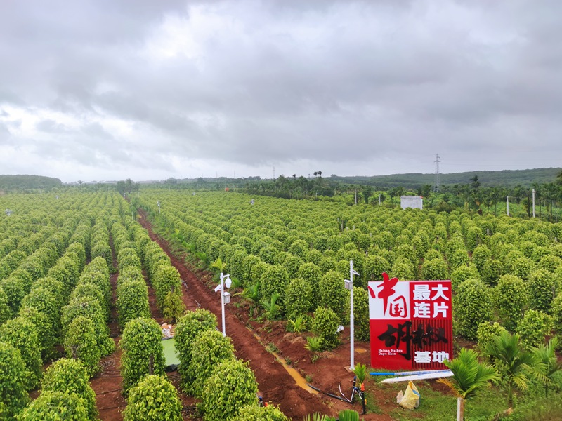 大坡胡椒基地。海墾熱作集團供圖