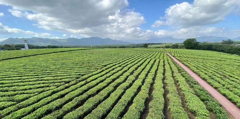 一望無際的白沙綠茶茶園。海墾熱作集團供圖