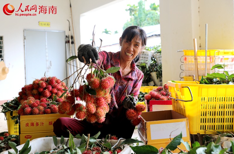 工人們正在挑選飽滿的紅毛丹。人民網 符武平攝