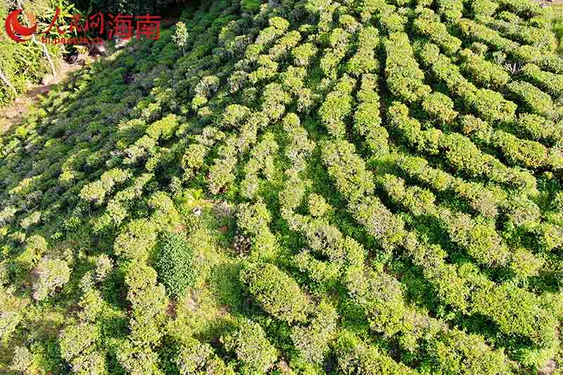 海墾金江茶場。 人民網 孟凡盛攝