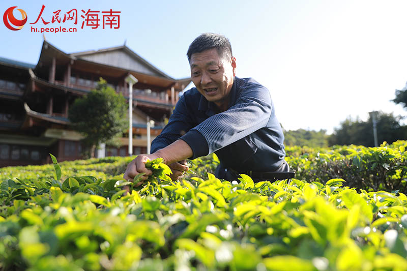 工人正進行采茶。 人民網 孟凡盛攝