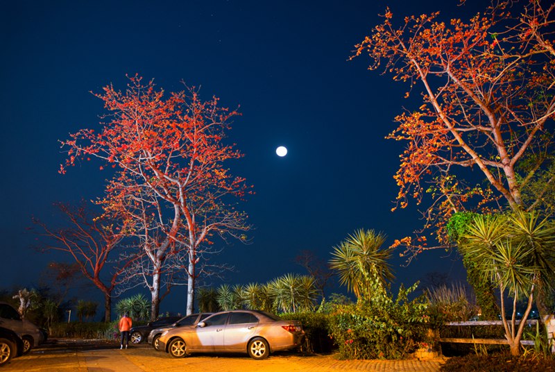 木棉花點綴了夜空。昌江縣委宣傳部供圖