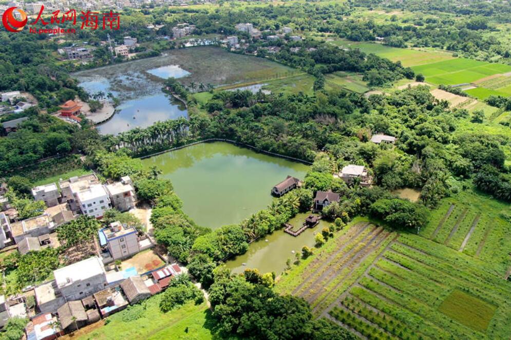 澄邁塘口村：荷香景美入畫來 鄉村旅游正當時