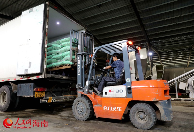 工人將打包好的毛豆裝車。人民網 符武平攝