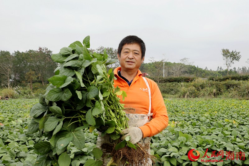 工人向記者介紹剛采摘的毛豆。人民網 符武平攝