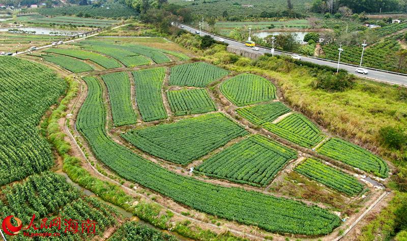 毛豆種植基地。人民網 符武平攝