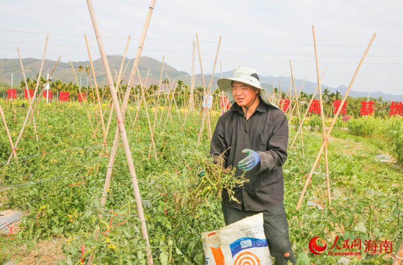 工作人員正在清除青枯的番茄苗。人民網 牛良玉攝