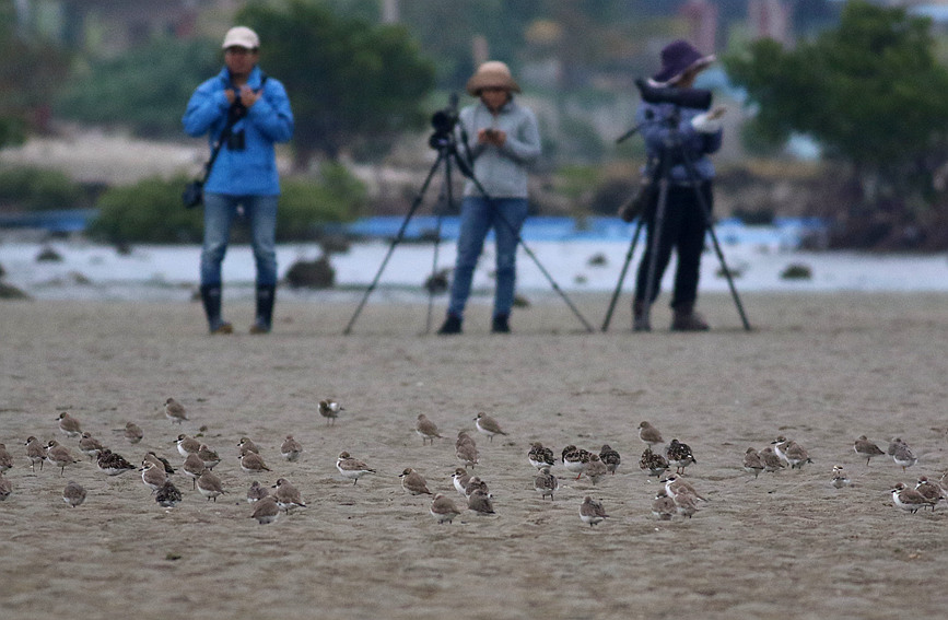 2023海南越冬水鳥調查。調查隊供圖