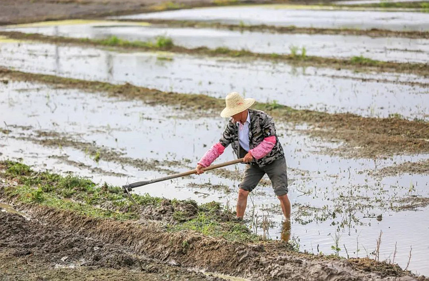 村民在田間鋤地。羊文彪攝