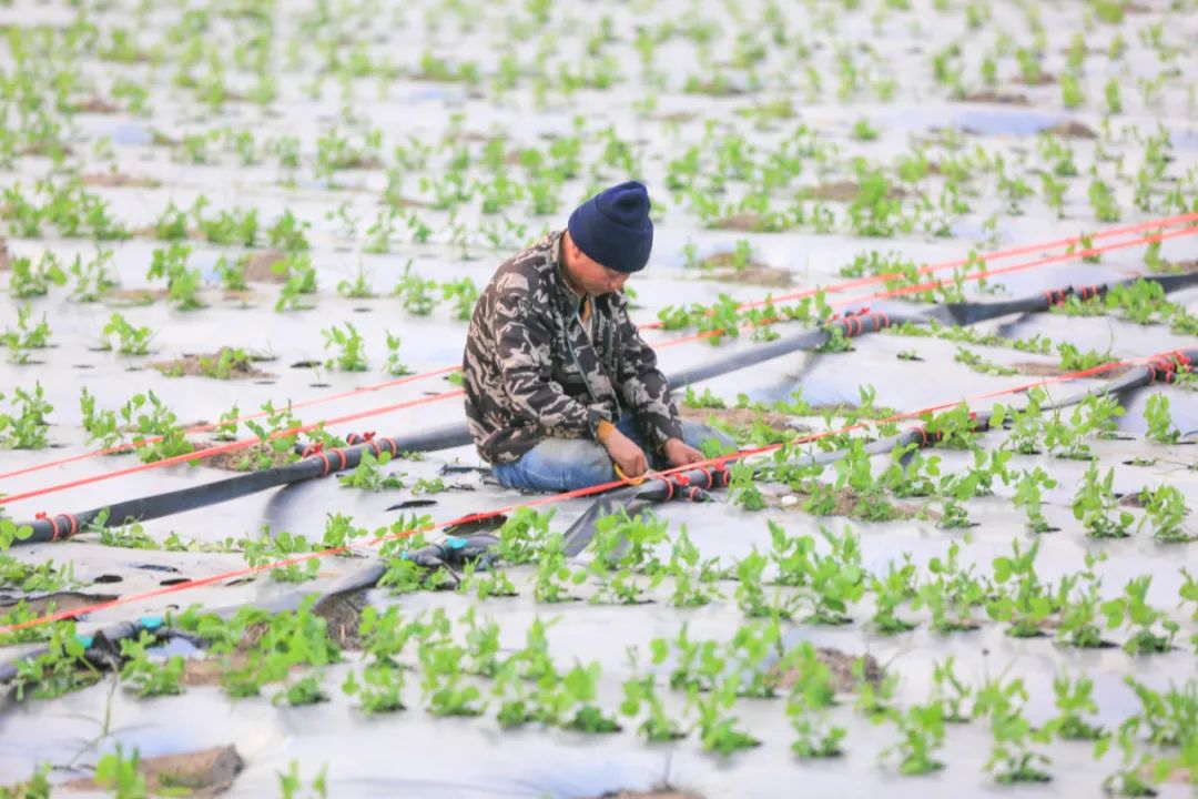 村民在地里捆綁水管。羊文彪攝