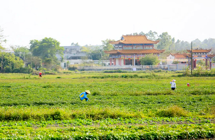 儋州新中洋村民在地里除草。羊文彪攝