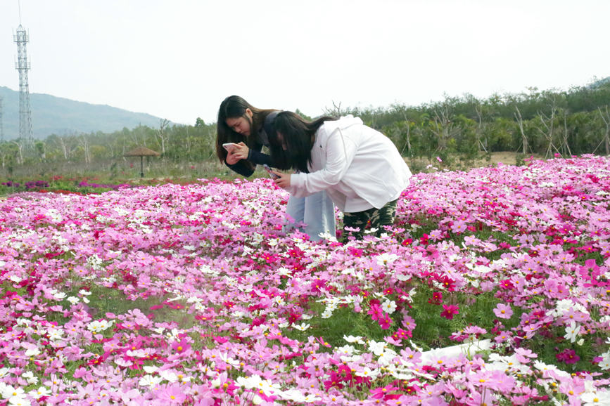 游客拍格桑花。胡俊攝