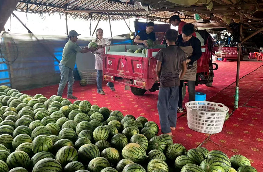 果農們正搶抓時間將剛剛采摘的新鮮西瓜進行打包、裝車，發往全國各地。陳小芳攝