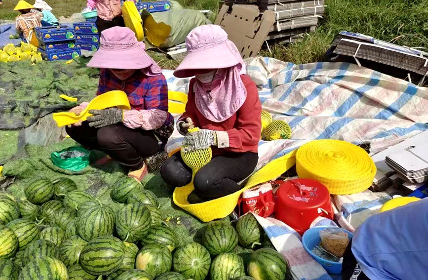 萬寧得天獨厚的氣候條件和富硒土地，盛產的西瓜有皮薄、糖度高、耐運輸等特點。陳小芳攝