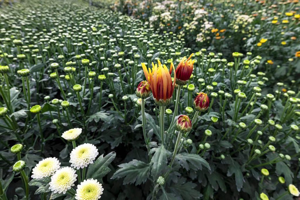 一朵朵菊花綻放笑顏。陳允武 攝