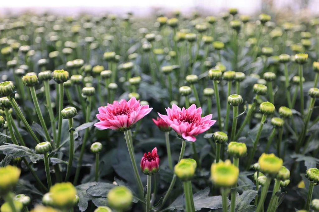 一朵朵菊花綻放笑顏。陳允武 攝