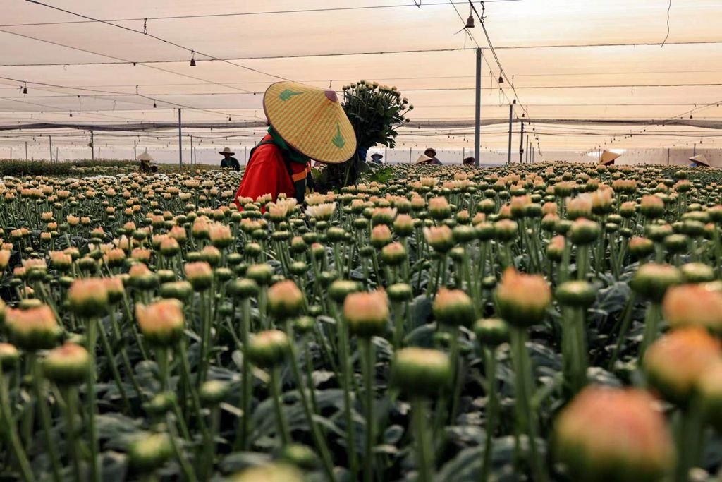 工人正忙著采收菊花。陳允武 攝