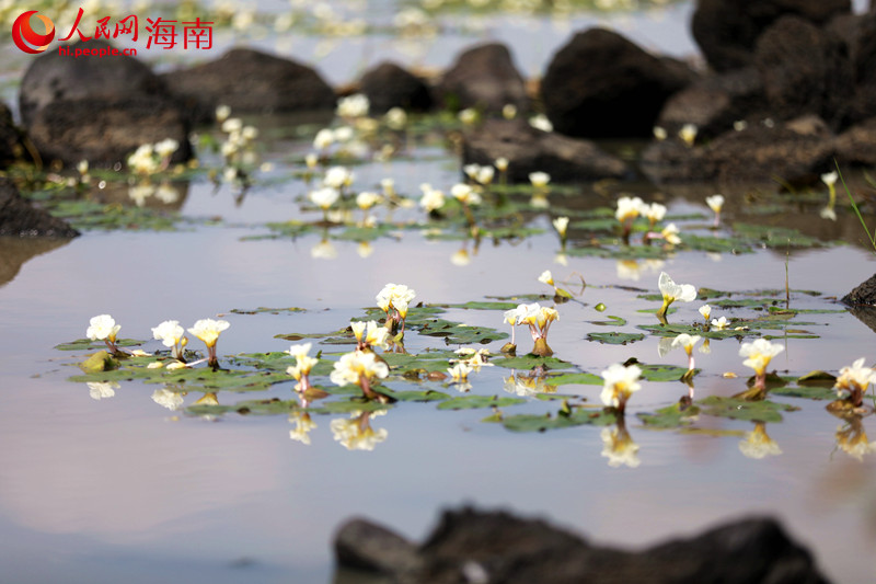 海口市龍華區遵譚鎮龍合村水菜花連片盛開。 人民網 孟凡盛攝