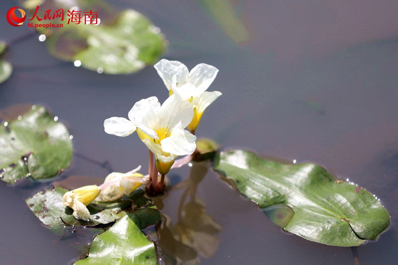 水菜花在水間綻放潔白如雪、峭立翩翩，宛若水中仙子。 人民網(wǎng) 孟凡盛攝