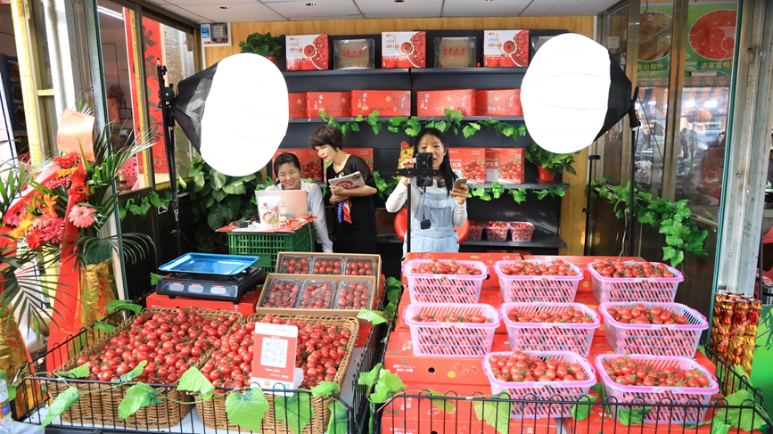 定安潭黎圣女果經過精品包裝、直播帶貨，線上引流，線下銷售的方式實現“賣全國”，以小水果帶動大產業。胡雄飛攝