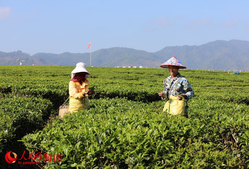 茶農在茶園里采茶。人民網 符武平攝