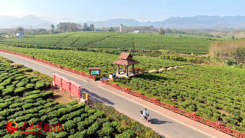 白沙生態茶園滿山滿坡的茶樹郁郁蔥蔥，目之所及皆是綠，風景宜人。人民網 符武平攝