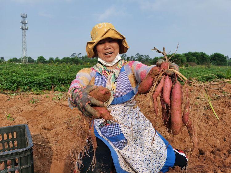 園區(qū)工人在田間展示收獲的三角寧地瓜。王金丹攝