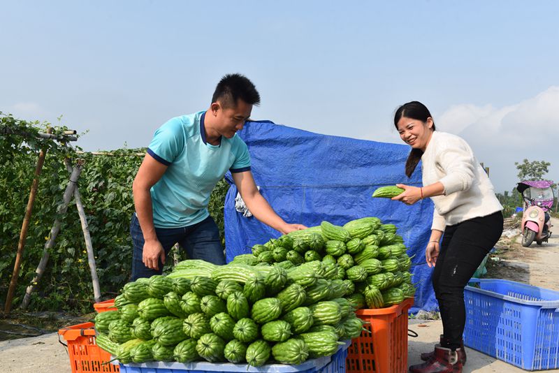 村民將苦瓜裝箱。林小丹攝