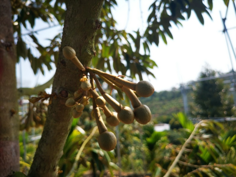 榴蓮花蕾。三亞農(nóng)業(yè)農(nóng)村局供圖