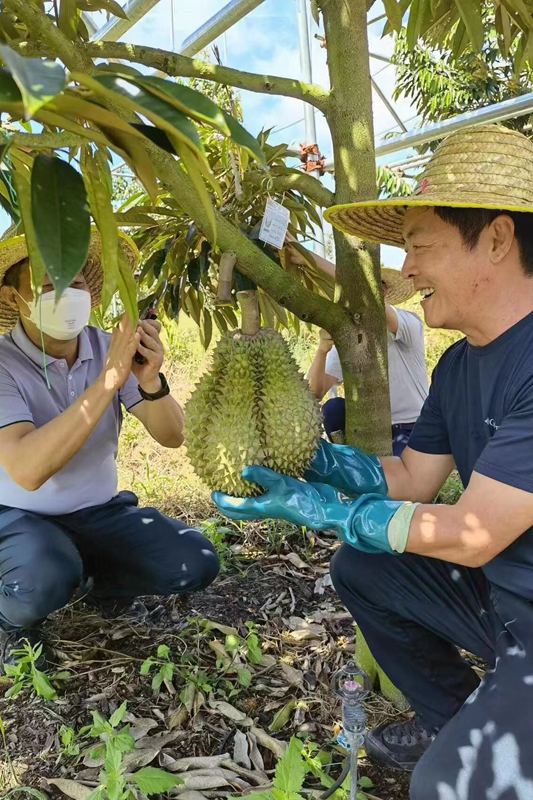 榴蓮試種，成功掛果。三亞農業農村局供圖